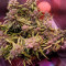 Fast Bud Seeds - Cannabis Strain Seeds for Sale