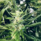 Bruce Banner Auto (Herbies Seeds)