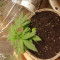 Achetez des graines féminisées Grandmommy Purple par Herbies Seeds