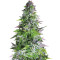 Romulan (Pyramid Seeds)
