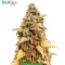 Autopilot Harvest Bundle #1
