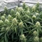 Mango Bubble Cloud Seeds