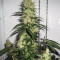 Northern Haze Express Auto (Positronics Seeds)