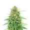 Sementes Feminizadas de Pineapple Muffin Autoflower (Humboldt Seed Company)