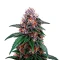 Sirius Black Seeds