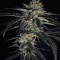 Sementes Feminizadas de Strawberry Lemonade (Barney's Farm)