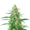 White Widow Auto Seeds