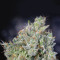 Graines de cannabis THC Bomb Regular (Bomb Seeds)