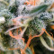 Moby Dick strain seeds