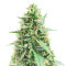 White Widow Automatic feminized seeds