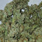 Auto Gelato strain