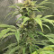 Auto Purple Gorilla feminized seeds