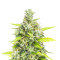 Choco Thai Auto Feminized Seeds (Herbies Seeds)