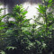 God's Glue feminized seeds (Ministry Of Cannabis)