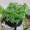 Green Crack Seeds (Blimburn Seeds)