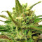 Kali China Breeders Pack semi femminizzati