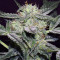 Lemon AK Auto (Fast Buds)