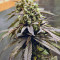NYC Diesel Seeds