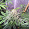 OG Kush CBD (Dinafem Seeds)