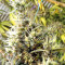 Graines de cannabis Panama Haze (Ace Seeds)