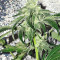 Sherbet (Seedstockers)