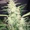 Super Auto Lemon Haze (Original Sensible Seeds)