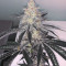 Graines de cannabis Tha Melon Regular (Karma Genetics)