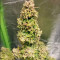 Graines de cannabis Walter White Auto (Mephisto Genetics)