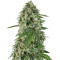 Semi di White Widow Auto femminizzati (Kera Seeds)