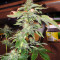 Graines de cannabis White Widow (G13 Labs)