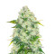 AK 47 Fast Version Feminized Seeds (Easy Grow Seeds)