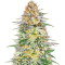 Alpha 21 Feminized Seeds (AlphaFem Seeds)