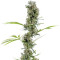 Arjan's Haze #2 (GHS)