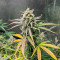 Auto CBD Kush 1:1 (Herbies Seeds)
