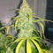 Sementes feminizadas Auto Cinderela Jack