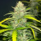 Blue Dream Autoflower Feminized Seeds (Seedkeepers)