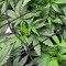 Bruce Banner Autoflower Feminized Seeds (Seedkeepers)