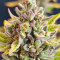 Chocolope (Herbies Seeds)