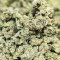 Dozy Cake Feminized Seeds (AlphaFem Seeds)