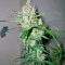 Euforia Seeds