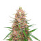 Exodus Cheese (Herbies Seeds)