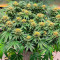 Girl Scout Cookies Fast Version Feminized Seeds (Easy Grow Seeds)