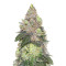 Girl Scout Cookies feminized seeds (Seedstockers)