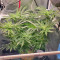 Graines de cannabis Girl Scout Cookies (Blackskull Seeds)
