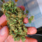 Purple Haze 1 feminized seeds