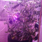 Venta de LSD Auto (Barney's Farm) | Semillas de marihuana feminizadas