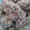 Acquista i semi femminizzati Kuchi della Devils Harvest Seeds