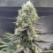 Runtz Muffin Seeds (Barney’s Farm)