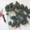 Stardawg auto fem: seeds for sale, strain information and customer reviews