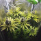 Venta de Sweet ZZ (Sweet Z) (RQS) | Semillas de marihuana feminizadas